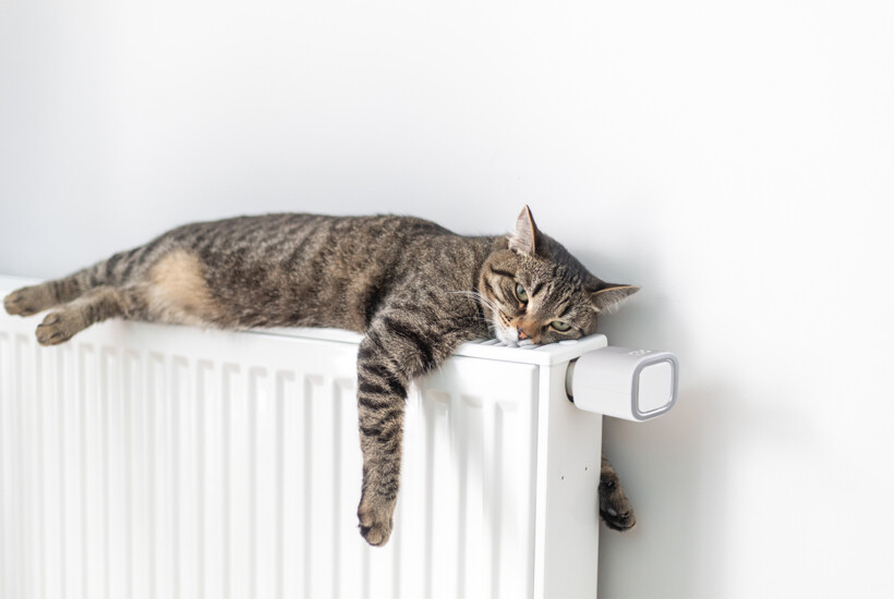 Cat sleeping on radiator with Shelly TRV